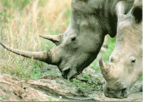 rhinoceros