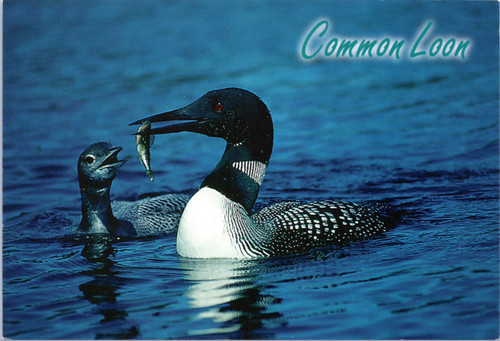 Postcard Loon