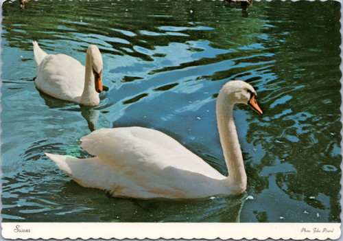 Postcard Pair of swans