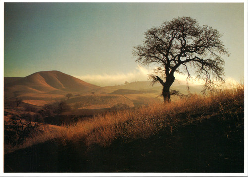 California Moods #281 - Tree with Mountains  (39-25-650)