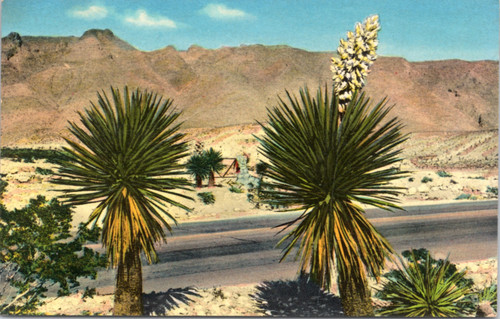 Yucca plant