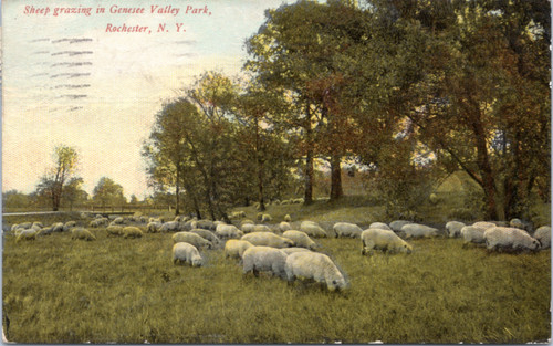 Sheep grazing in Genesee Valley Park