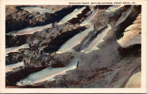 Speckled Trout - Skyline Caverns - Front Royal VA