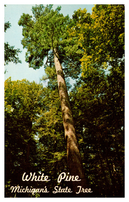 White Pine - Michigan's State Tree