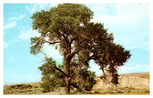 Cottonwood - Wyoming State Tree