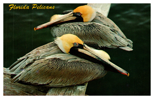 florida pelicans