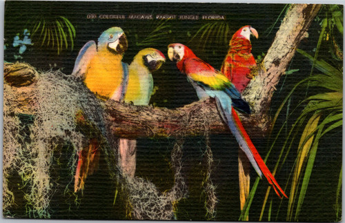 parrot jungle florida