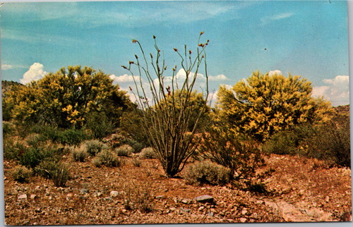 Palo Verde and Ocotillo