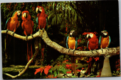 Several Parrots on a branch at Parrot Jungle Florida