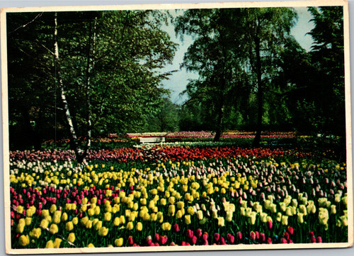 Horticultural Exhibition 1953 Tulip Flowers