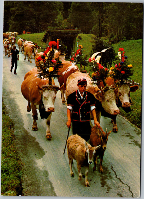 Alpine Descent - walking cows and goats