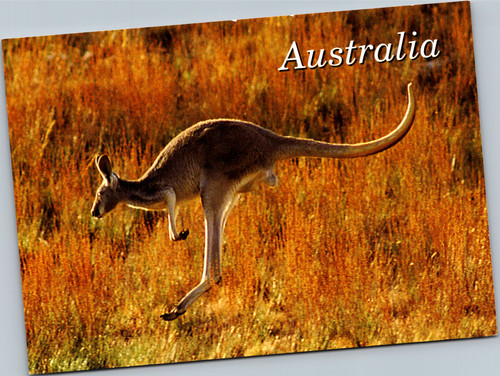 australian kangaroo