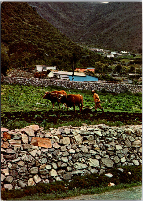 Andean farmer plowing land with cows