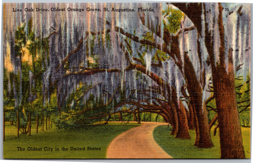 Postcard FL St. Augustine Live Oak Drive Oldest Orange Grove