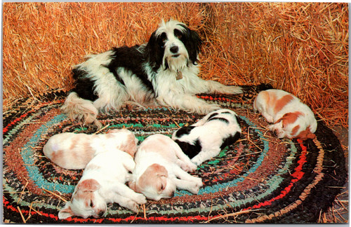 DOG - Sleepy Heads - Mom Dog and sleeping puppies on a rug in field