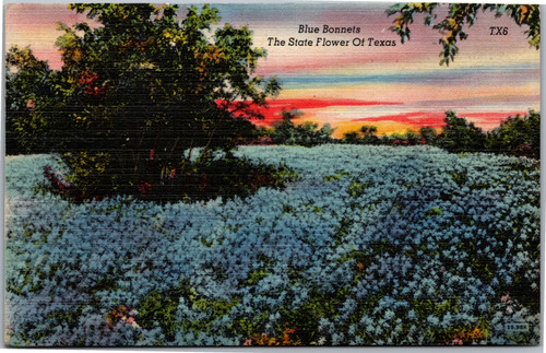 texas blue bonnet postcard