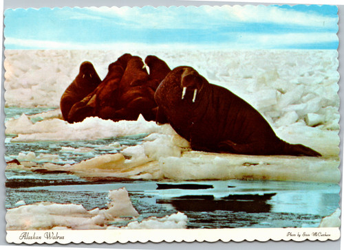 postcard Alaskan Walrus on ice in Bering Sea