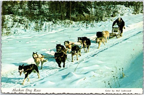 Postcard Alaskan dog race