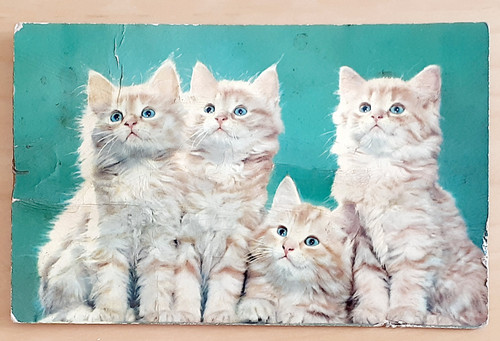 squeaker postcard cats