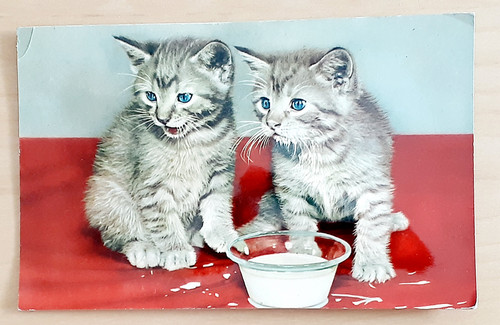 squeaker postcard cats