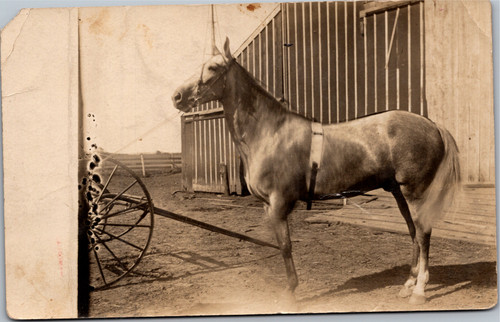 RPPC Horse outside barn near cart or plow