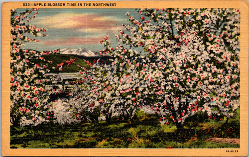 Apple Blossom time in the Northwest