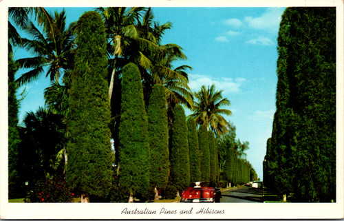 Australian Pines and Hibiscus street scene Florida