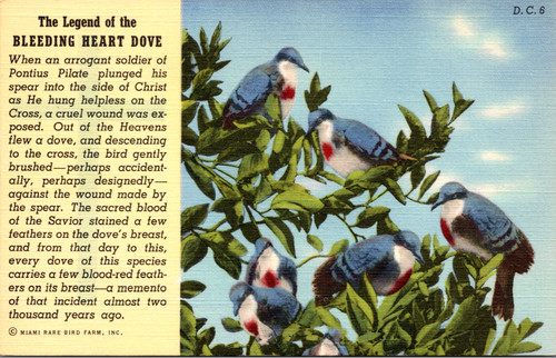 The Legend of the Bleeding Heart Dove  (41-974)