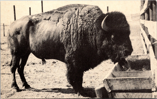 Meal Time for giant Buffalo Bull - K Buffalo Ranch Afton Oklahoma