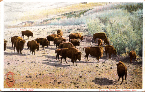 Buffalo Herd No 22. by W.S. Berry Gardiner MT
