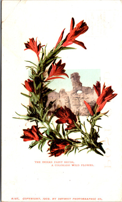 The Indian Paint Brush a Colorado Wildflower