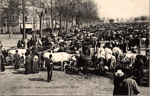 Place Larochefoucauld Cattle Market  Crowds & Livestock Scene