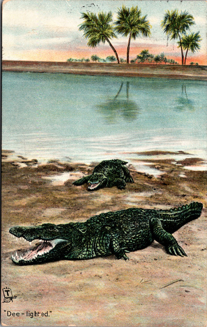 Dee-lighted Tuck Alligator 2645 Posted 1909 St. Augustine FL