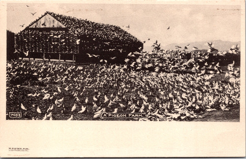 A Pigeon Farm