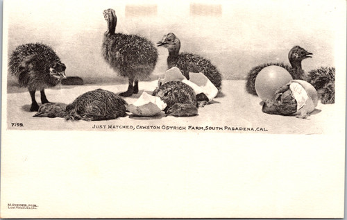 Just  Hatched Cawston Ostrich Farm