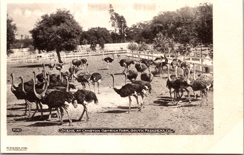 Scene at Cawston Ostrich Farm South Pasadena