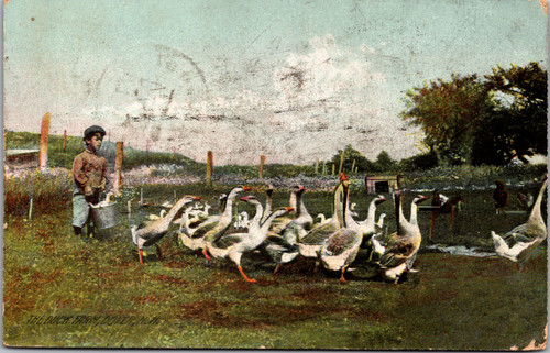 Little Person? Feeding the ducks at The Duck Farm
