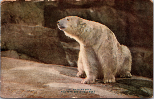 Polar Bear New York Zoological Park