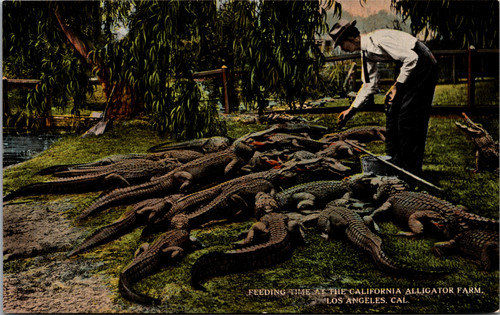 Feeding Time at the California Alligator Farm