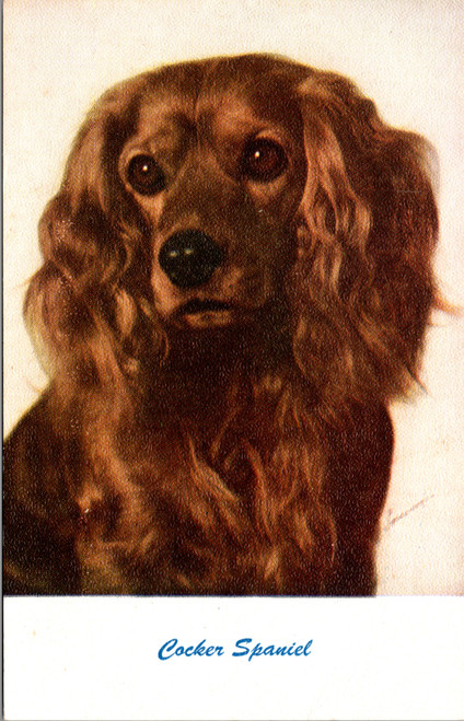 Cocker Spaniel Portrait  Standard Arts No. 77