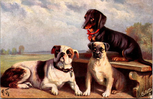 Favourite Dogs dachshund on bench bull terrier and another dachshund that looks left