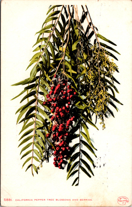 California pepper Tree blossoms and berries