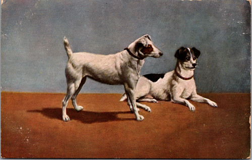 Two fox terriers