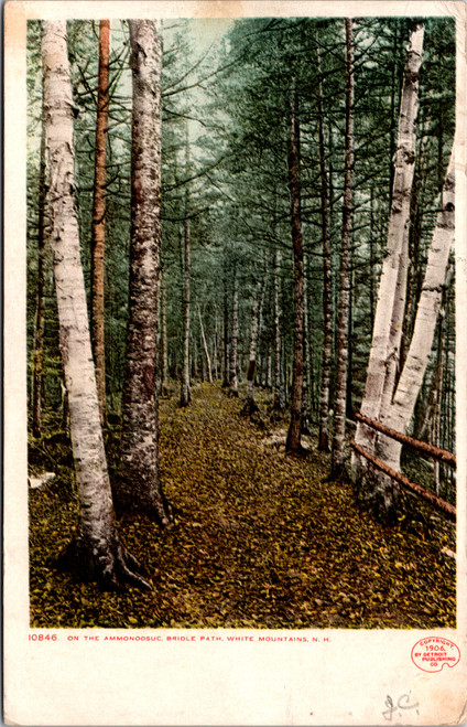 On the Ammonoosuc Bridle Path - White Mountians