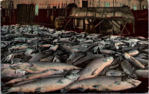 Puget Sound Salmon Catch