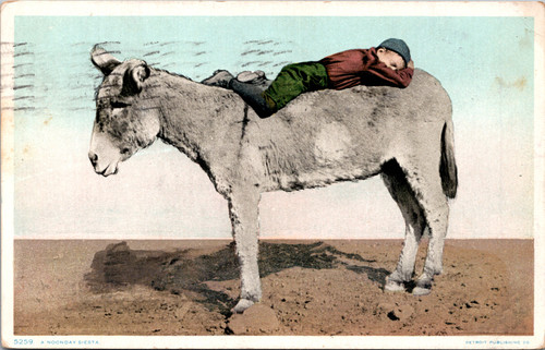 A Noonday Siesta