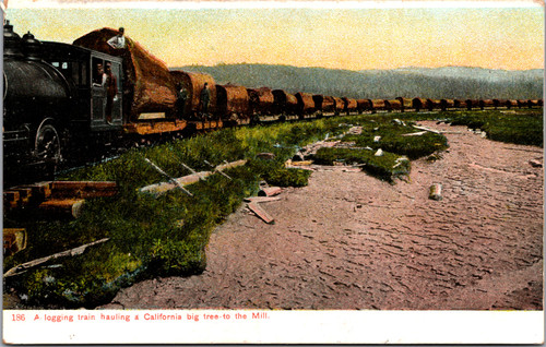 A logging train hauling a California big tree to the mill