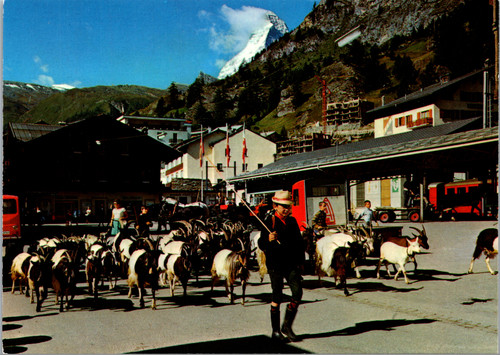 Zermatt - herder moving goats out to pasture