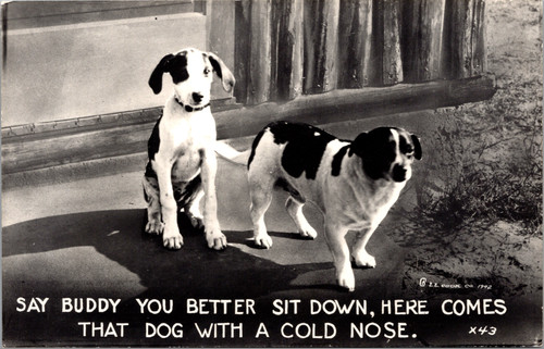 Say Buddy you better sit down here comes that dog with a cold nose Say Buddy you better sit down here comes that dog with a cold nose