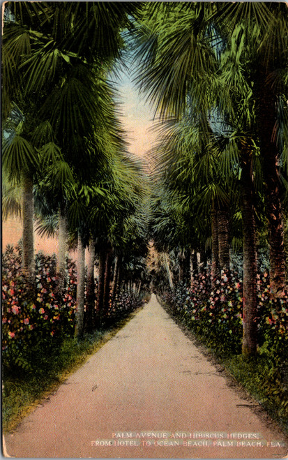 Palm Avenue and Hibiscus Hedges from Hotel to Ocean Beach